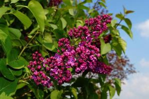 Ботанически и екологични характеристики на лилавите видове и историята на тяхната култура