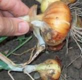 Pěstování cibule: zahradníci